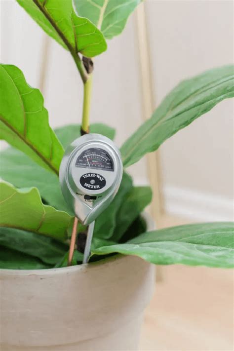 moisture meter fig|how much water for fiddle leaf fig.